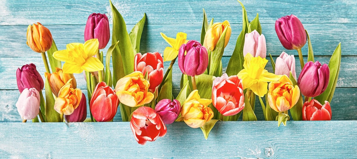 Kwiaty - tulipany